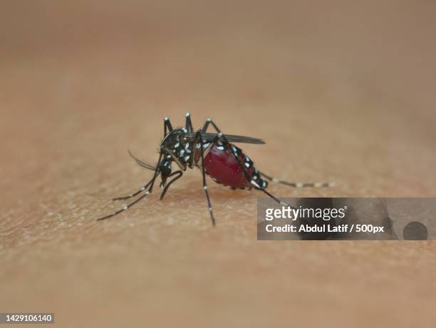 mosquito sucking blood on the human skin - aedes aegypti stock pictures, royalty-free photos & images