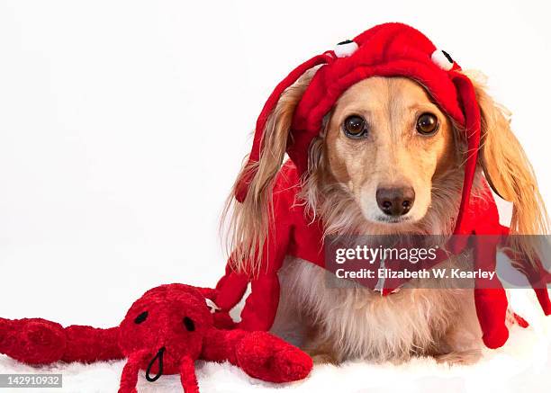 dog wearing lobster costume - huisdierenkleding stockfoto's en -beelden