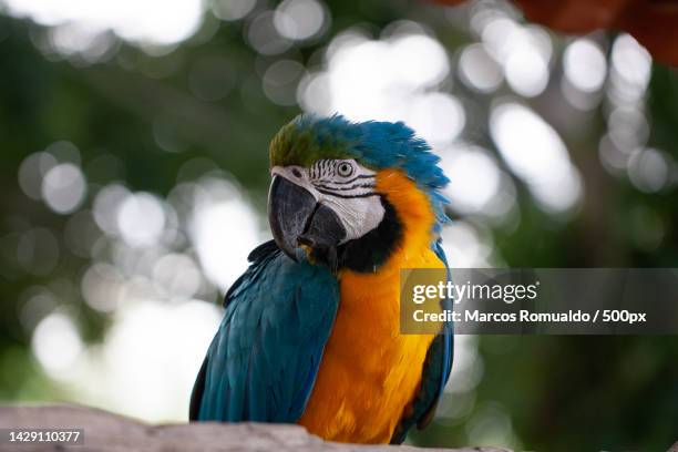 close-up of gold and blue macaw,brazil - animais 個照片及圖片檔