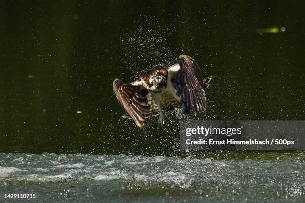 fischadler osprey sea hawk fish hawk pandion haliaetus,altrhein,germany - fischadler stock pictures, royalty-free photos & images