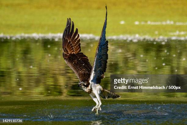 fischadler osprey sea hawk fish hawk pandion haliaetus,altrhein,germany - fischadler stock pictures, royalty-free photos & images