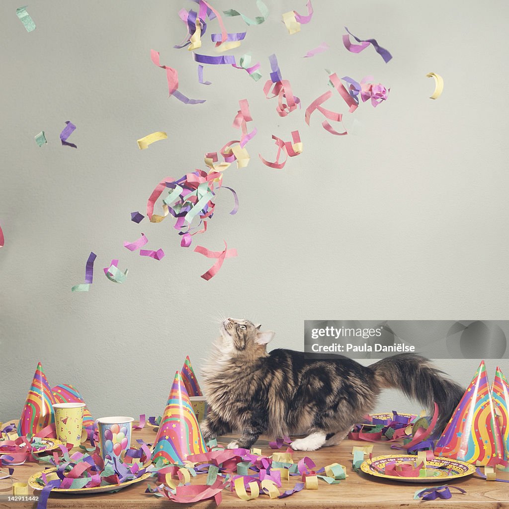 Cat looking at flying confetti