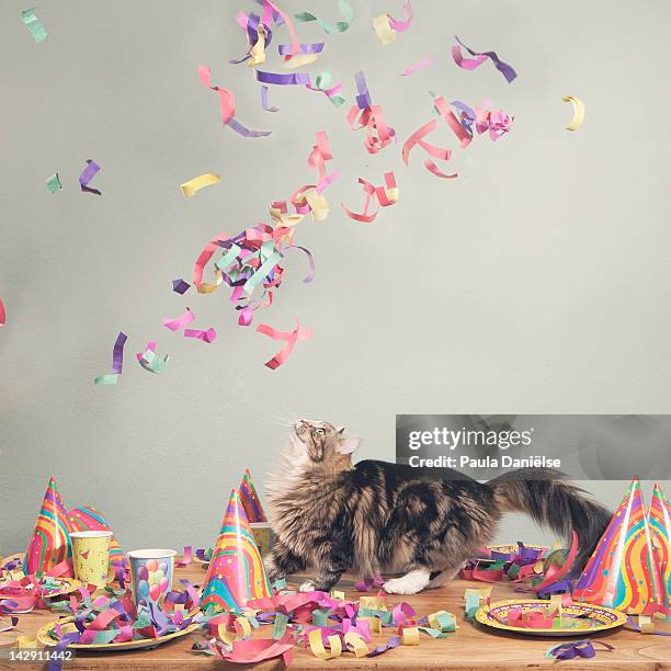 cat looking at flying confetti - flying cat stock pictures, royalty-free photos & images