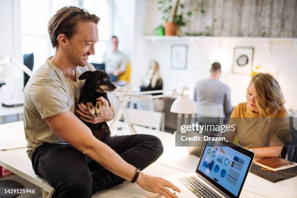 unternehmer mittlerer erwachsener, der im büro auf dem laptop arbeitet und seinen hund hält. beschäftigung in einem haustierfreundlichen unternehmen - skandinavischer abstammung stock-fotos und bilder