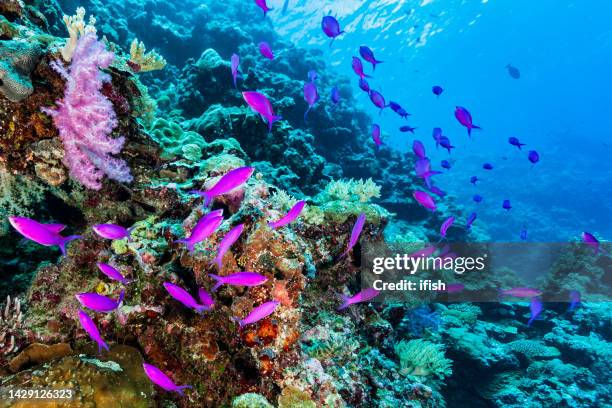 large school of purple queen or amethyst anthias pseudanthias pascalus, palau, micronesia - palau stockfoto's en -beelden