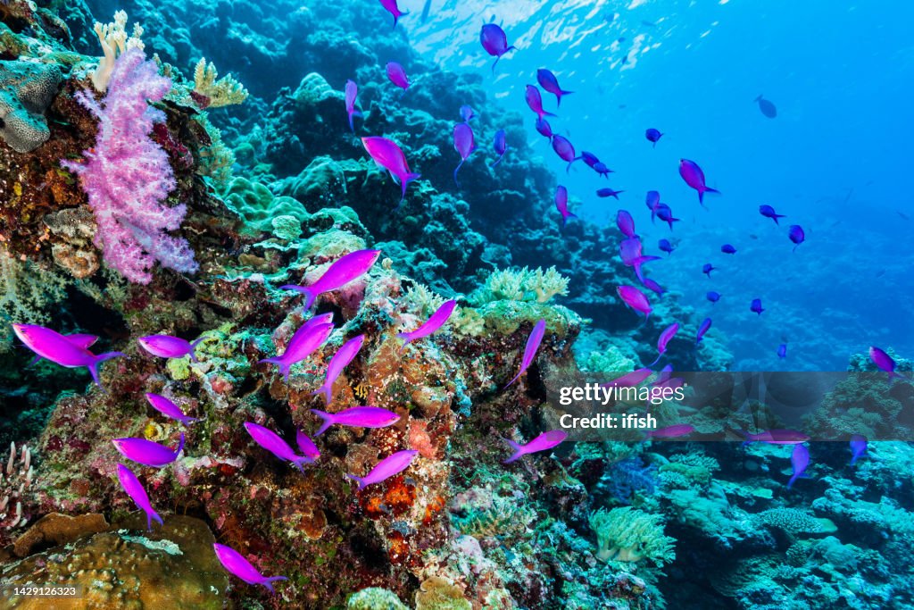Large School of Purple Queen or Amethyst Anthias Pseudanthias pascalus, Palau, Micronesia