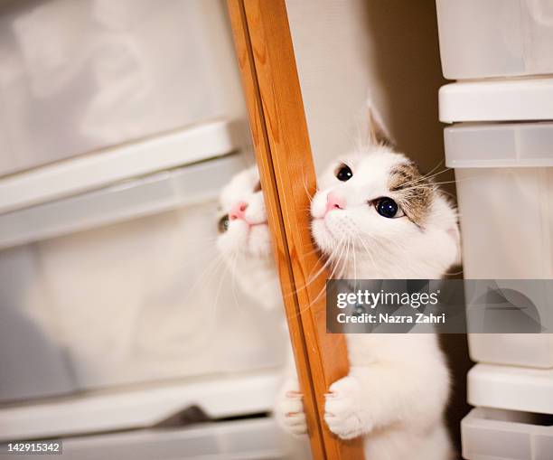munchkin cat near mirror - tabby munchkin cat bildbanksfoton och bilder