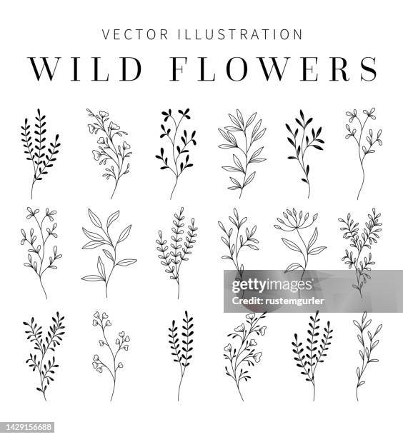 illustrations, cliparts, dessins animés et icônes de wildflowers clipart pour invitation de mariage. - feuille d'eucalyptus