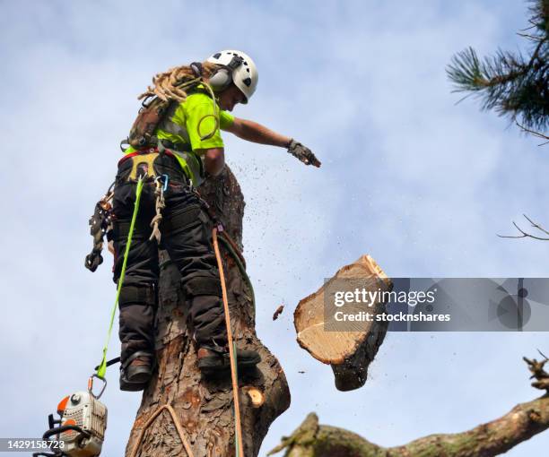 dismantling of diseased horse chestnut tree by tree surgeon - dismantling stock pictures, royalty-free photos & images