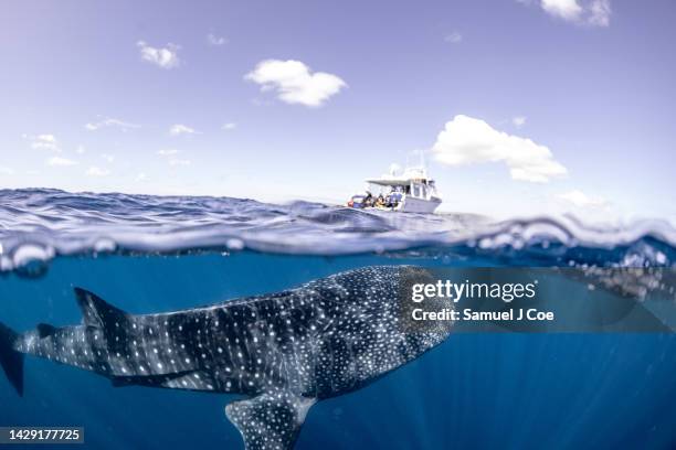 whale shark tour - depth of field togetherness looking at the camera stockfoto's en -beelden