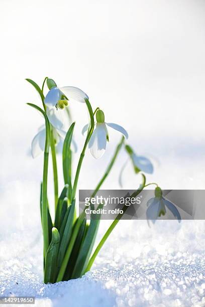 snowdrop on flower - snowdrops stock-fotos und bilder