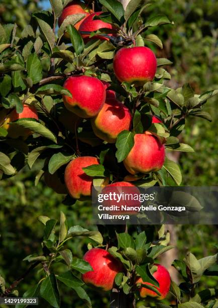 a bunch of apples on an apple tree - apple tree stock pictures, royalty-free photos & images