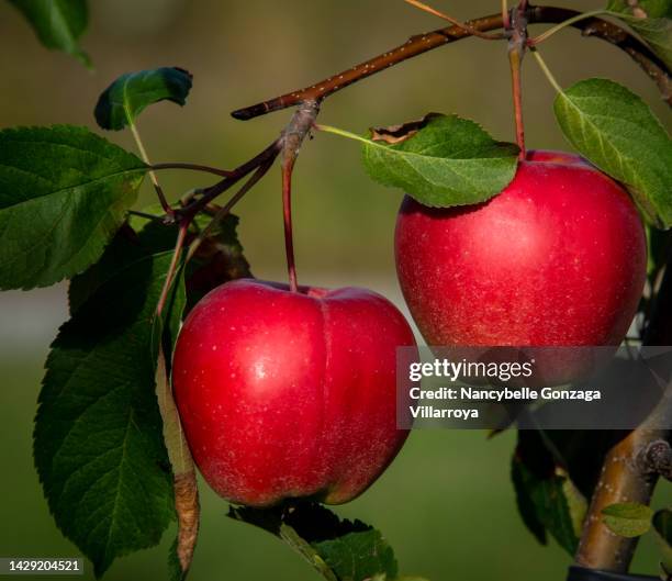 Two Riped Apple Ripe Apple Photos and Premium High Res Pictures - Getty Images