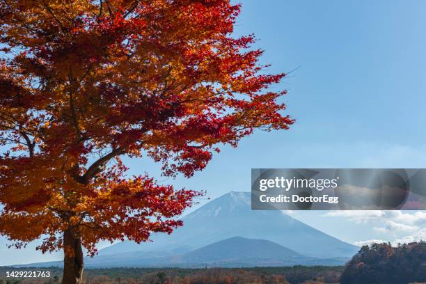 fuji mountain and red maple tree in autumn at lake shojiko, japan - shoji fotografías e imágenes de stock