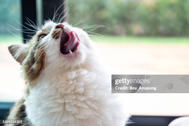 portrait of crossbreed persian cat open mouth. - raubkatze stock-fotos und bilder