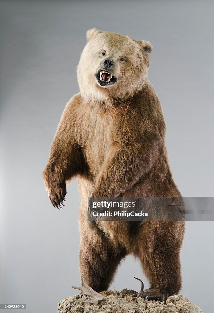 Angry Grizzly Bear on Hind Legs