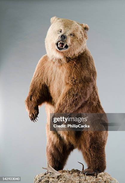 angry grizzly bear em hind pernas - angry bear imagens e fotografias de stock