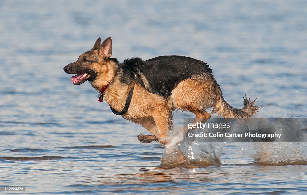 German Shepherd