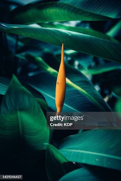 strelitzia reginae, bird of paradise with green foliage background - dark botanical fauna stockfoto's en -beelden
