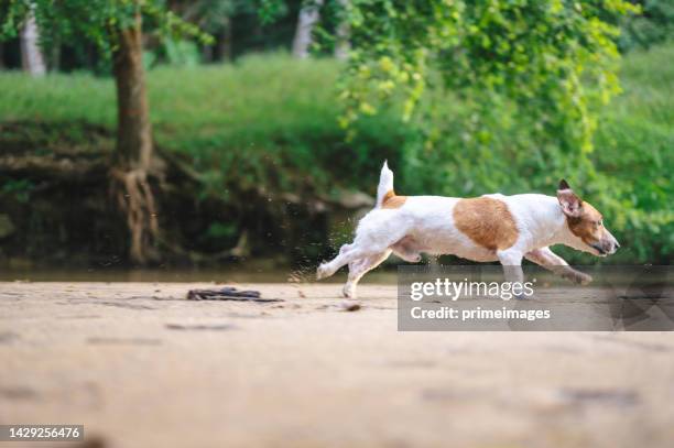 young asian male playing with pets dog in park during sunrise man and dog having fun run with the dog - terrier stock pictures, royalty-free photos & images