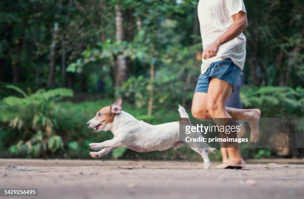 young asian male playing with pets dog in park during sunrise man and dog having fun run with the dog - chase stock pictures, royalty-free photos & images