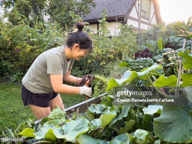 junge eurasische frau, die karotten aus einem aufgezogenen bio-gemüsegarten erntet - autumn budget stock-fotos und bilder