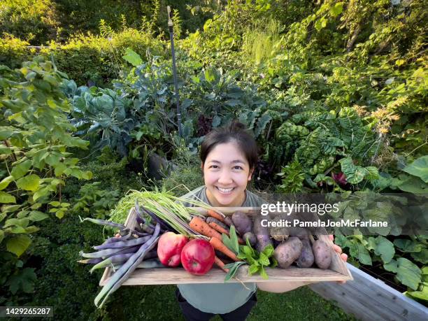 lächelnde eurasische frau mit ernte von selbst angebauten produkten im garten - autumn budget stock-fotos und bilder