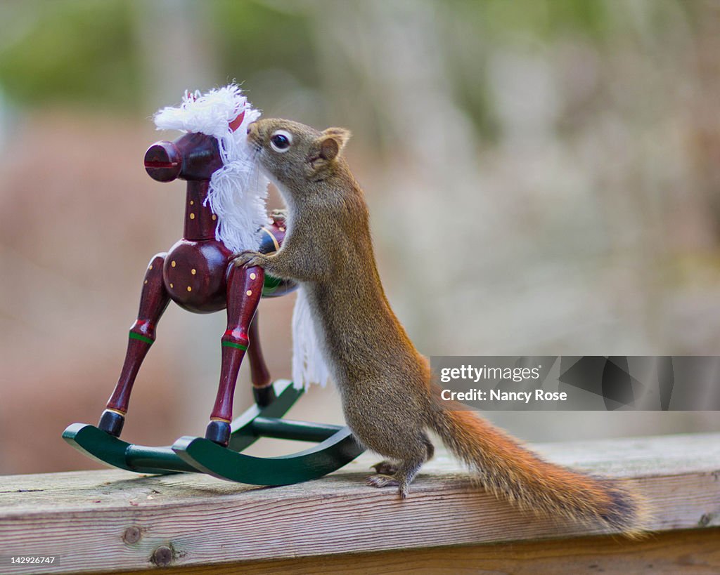 Red squirrel standing on rocking horse