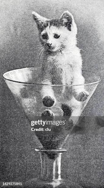 kitten standing on a cocktail glass - archival alcohol stock illustrations