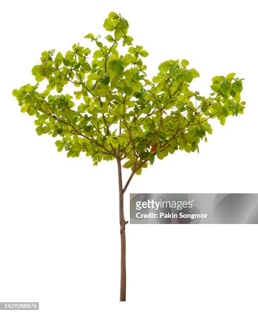 green tree is isolated on a white background. clipping path - bush photos et images de collection