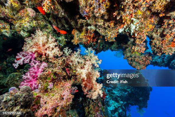 spectacular biodiversity at underwater rock overhang, palau, micronesia - long jawed squirrel fish stockfoto's en -beelden