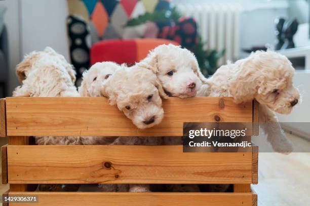 lagotto romagnolo puppies in wooden basket - lagotto romagnolo stock pictures, royalty-free photos & images