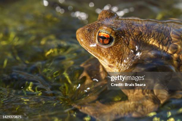 common toad on river - organismo acuático fotografías e imágenes de stock