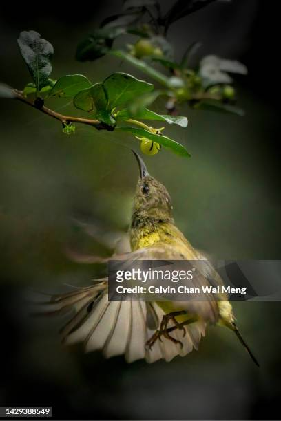 female olive-backed sunbird in flight - flycatcher stock pictures, royalty-free photos & images