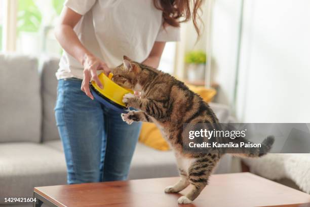 non riconoscere la donna che nutre il suo gatto a casa. - cats foto e immagini stock