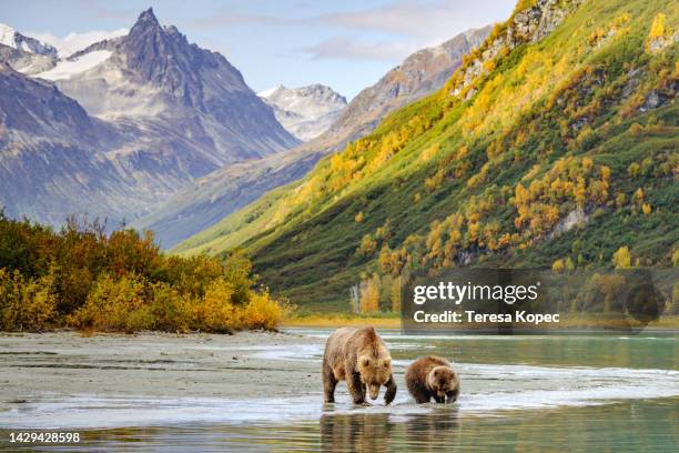 majestic brown bear with first year cub in stunning lake clark national park surrounded by snowcapped peaks - bear stock pictures, royalty-free photos & images