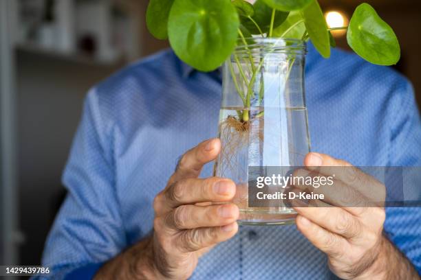 flower seedling - plant cutting stock pictures, royalty-free photos & images