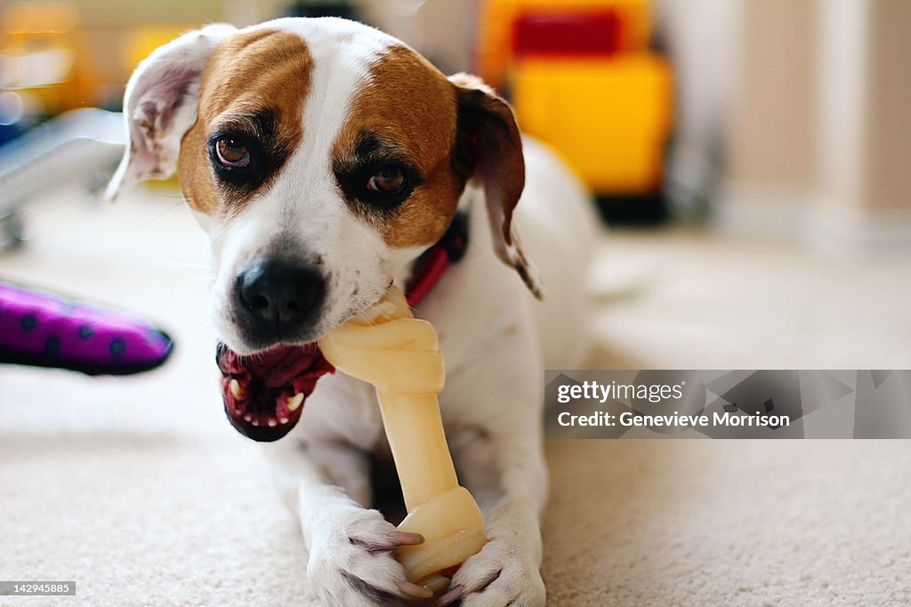 Dog chewing toy bone