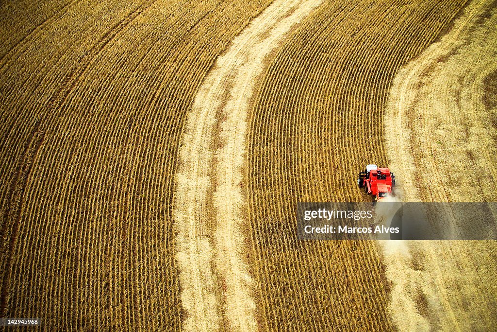 Agricultural harvesting maize