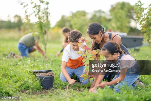 children volunteering to plant - planting tree stock pictures, royalty-free photos & images