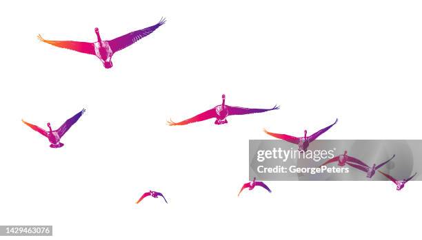 canada geese flying in v-formation - feather floating stock illustrations