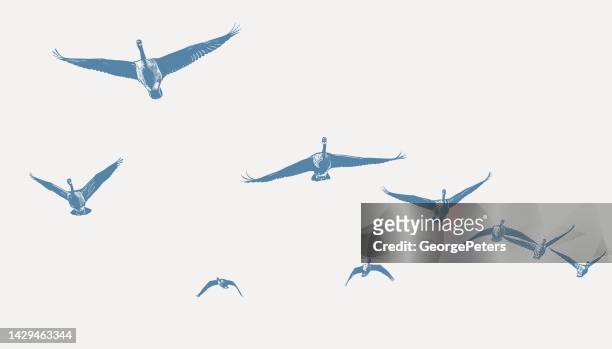 kanadagänse fliegen in v-formation - goose stock-grafiken, -clipart, -cartoons und -symbole
