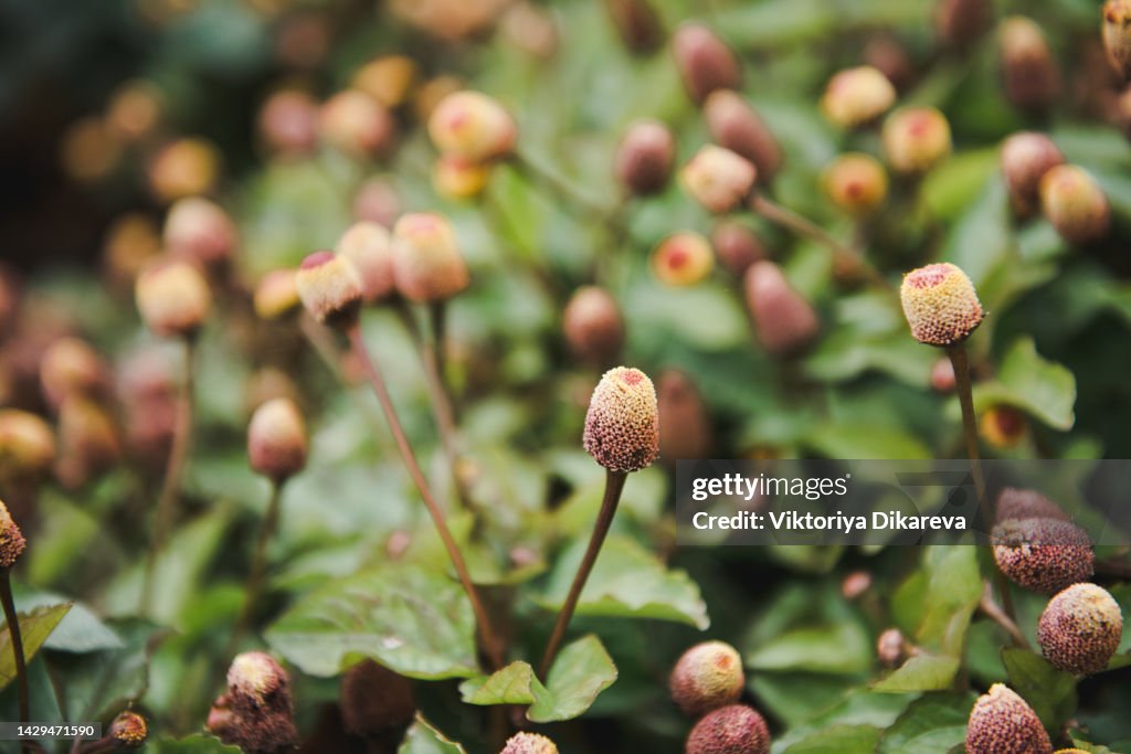 Spilanthes acmella. Close-Up Of Flowering Plant