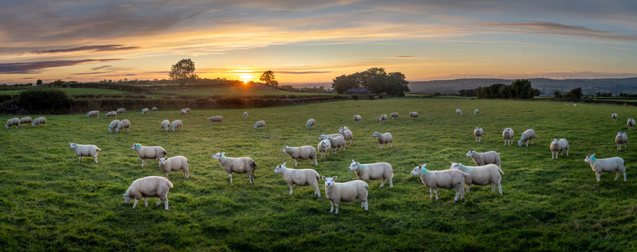 Large flock of sheep grazing in grass field at sunset, at County Antrim, Northern Ireland Large flock of sheep grazing in grass field at sunset, at County Antrim, Northern Ireland