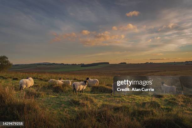 flock of sheep grazing in grass field under summer sunset, at county antrim, northern ireland - sheep farm stock pictures, royalty-free photos & images