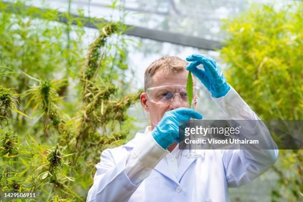 doctor checking cannabis plant for research,hemp oil drops details. - onderzoeksfaciliteit stockfoto's en -beelden