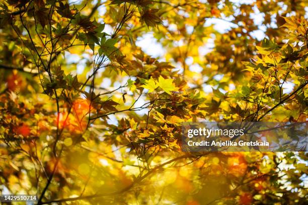 japanese maple in autumn. autumn forest natural landscape. - september stock pictures, royalty-free photos & images