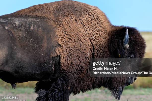 Bison Rnach Bison Ranch Photos and Premium High Res Pictures - Getty Images