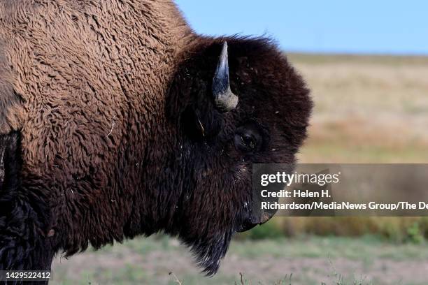 Bison Rnach Bison Ranch Photos and Premium High Res Pictures - Getty Images