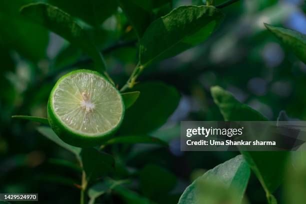 lemon sliced on plant - half and half stock pictures, royalty-free photos & images